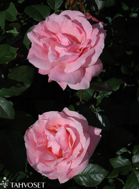 Rosa Grandiflora-Ryhmä 'Queen Elizabeth'